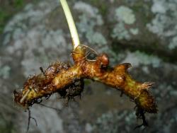 Polypodium vulgare. Stipe of frond articulated to short phyllopodia on long-creeping rhizome.
 Image: L.R. Perrie © Leon Perrie CC BY-NC 3.0 NZ